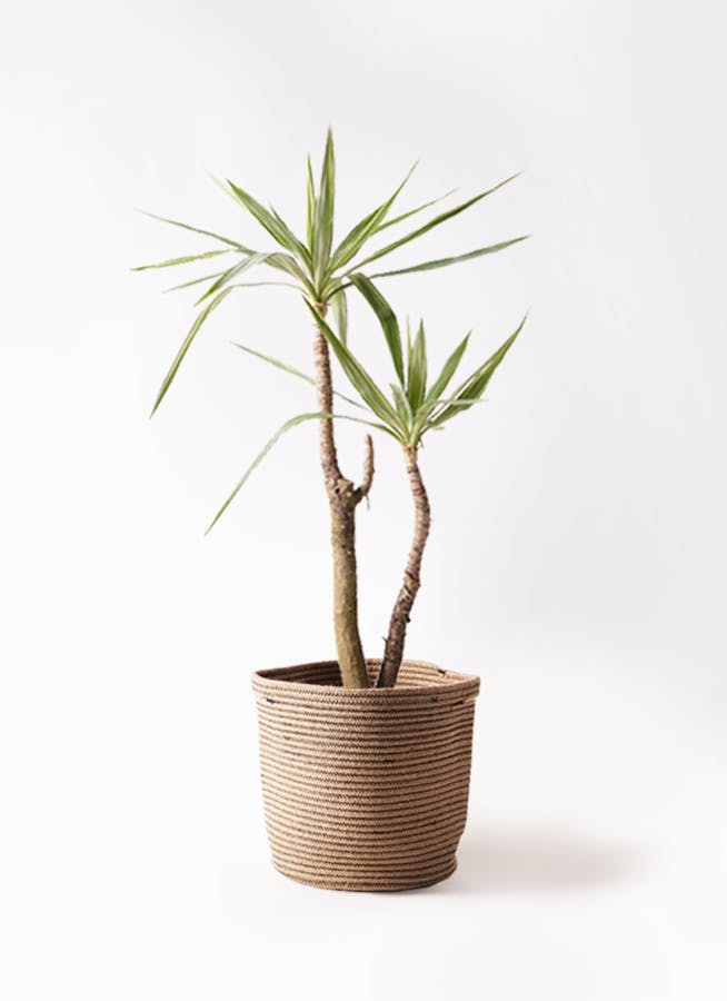 ユッカ 斑入り | 観葉植物 | インテリアやギフトに - Hitohana（ひとはな）