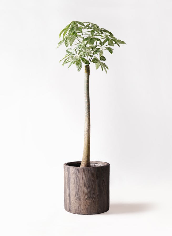パキラ 朴 斑入り | 観葉植物の通販ならHitoHana（ひとはな）