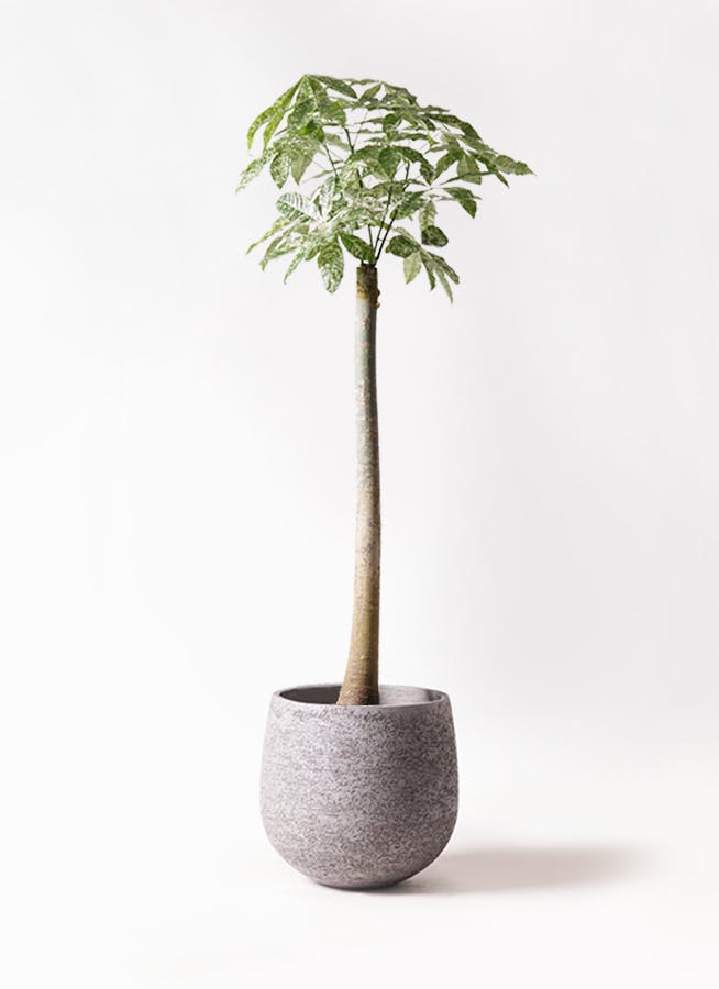 パキラ 10号 | 観葉植物の通販ならHitoHana（ひとはな）