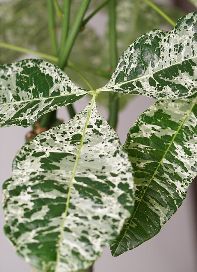 観葉植物 パキラ 10号 朴 斑入り プラスチック鉢 | 観葉植物なら