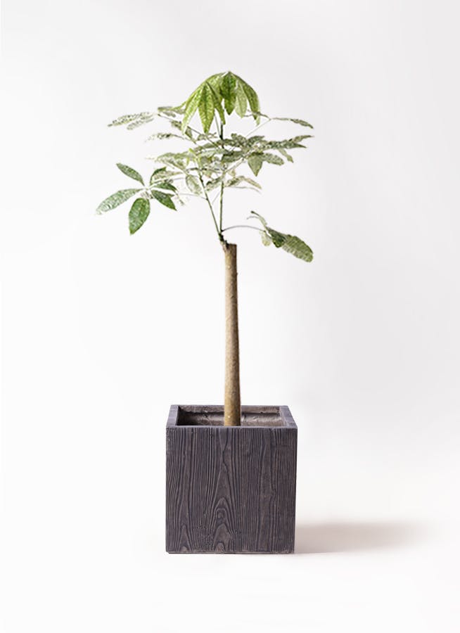 観葉植物 ドラセナ コンシンネ レインボー 8号 ストレート ベータ