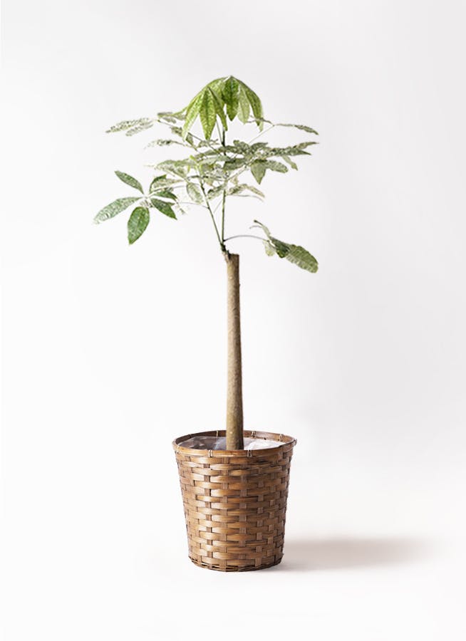 専用‼️ドラセナ・コンシンネ・レインボー(長物)苗木100本 専用