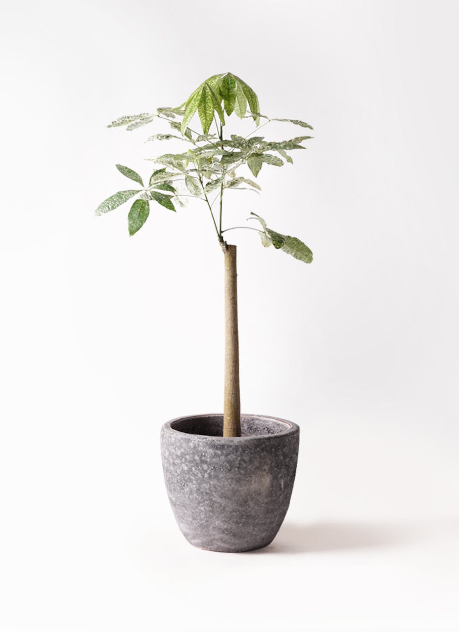 パキラ 朴 斑入り | 観葉植物の通販ならHitoHana（ひとはな）