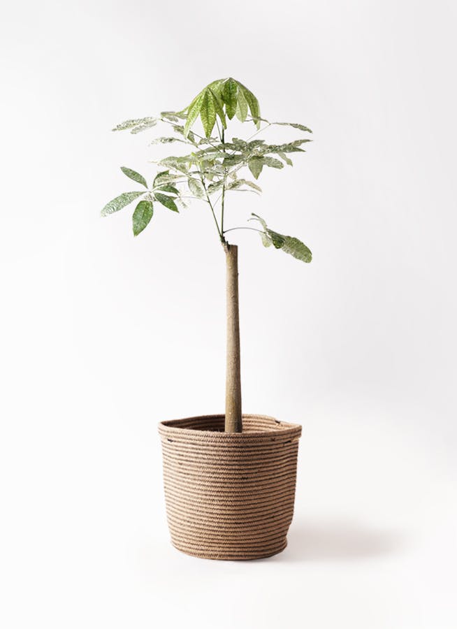 観葉植物 オリーブ 8号 マンザニロ リブバスケットNatural 付き | 観葉植物ならHitoHana(ひとはな)