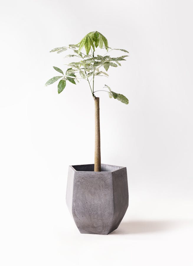 観葉植物 ユッカ 8号 曲り ファイバークレイ Gray 付き | 観葉植物なら