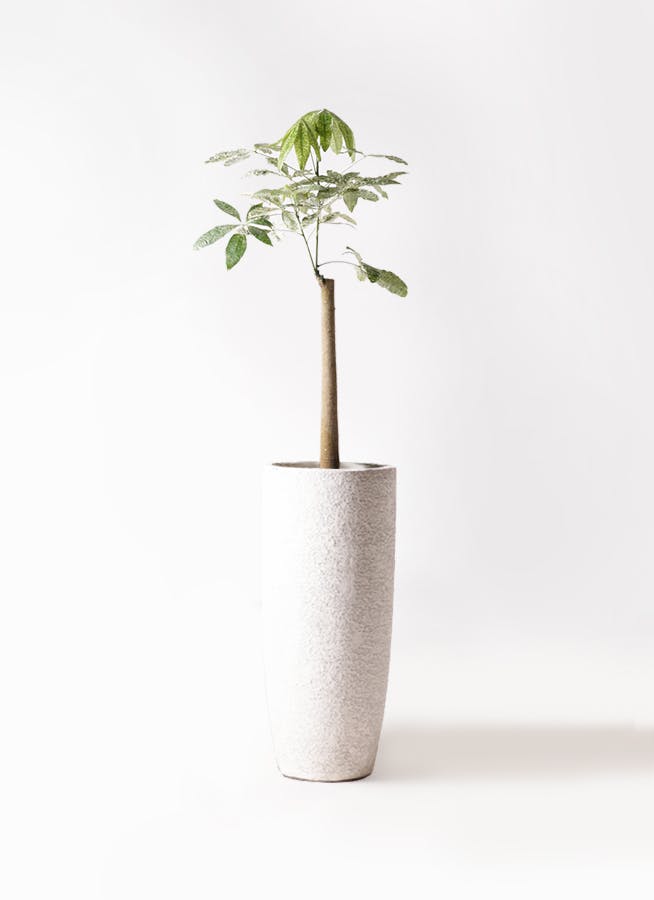 パキラ 朴 8号 140cm パキラ 朴 8号 140cm パキラ 朴 8号 140cm 観葉