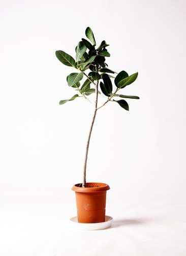観葉植物 フィカス ベンガレンシス 8号 ストレート プラスチック鉢