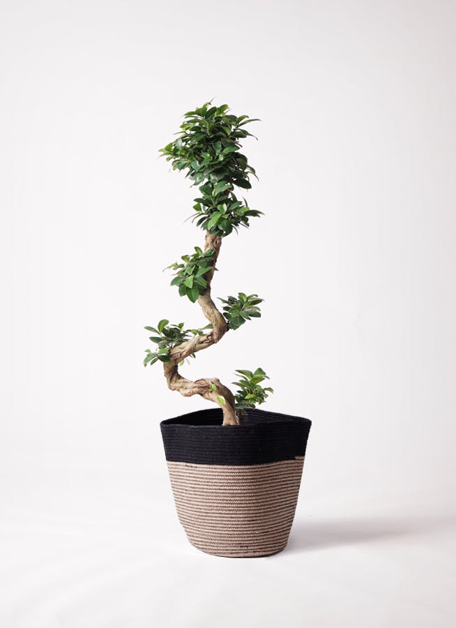 ガジュマル 曲がり | 観葉植物通販 Hitohana（ひとはな）