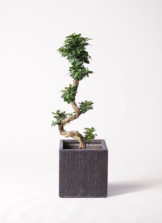 観葉植物 ソテツ 8号 ベータ キューブプランター ウッド 茶 付き