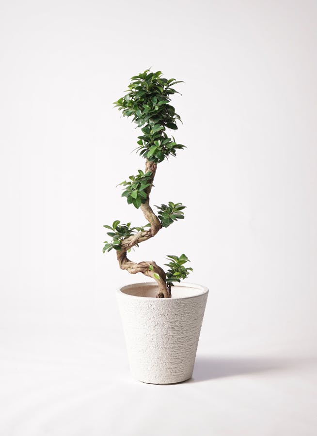 ガジュマル 8号 | 観葉植物通販HitoHana(ひとはな)