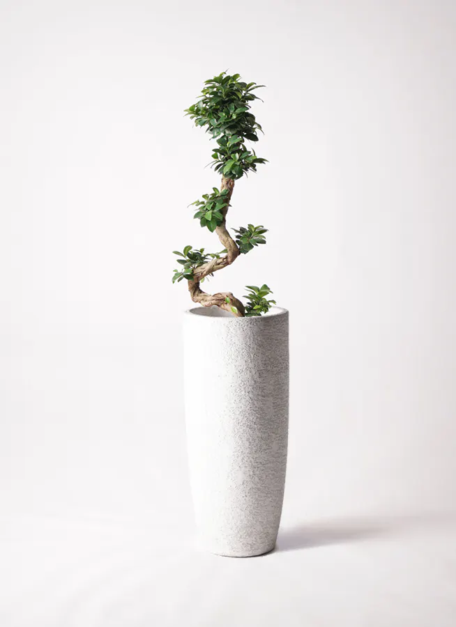 ガジュマル 曲がり | 観葉植物通販 Hitohana（ひとはな）