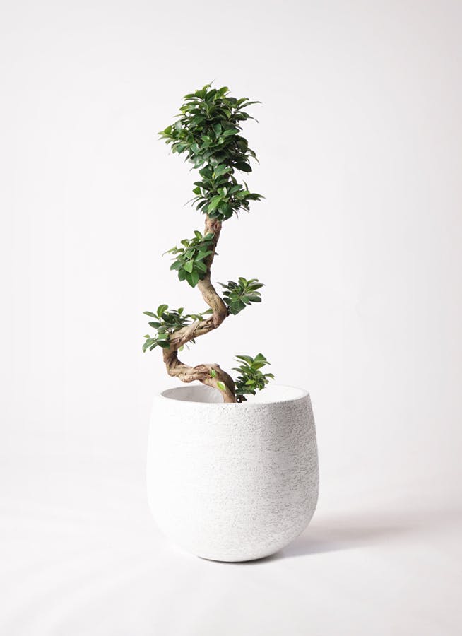 ガジュマル | 観葉植物通販 HitoHana