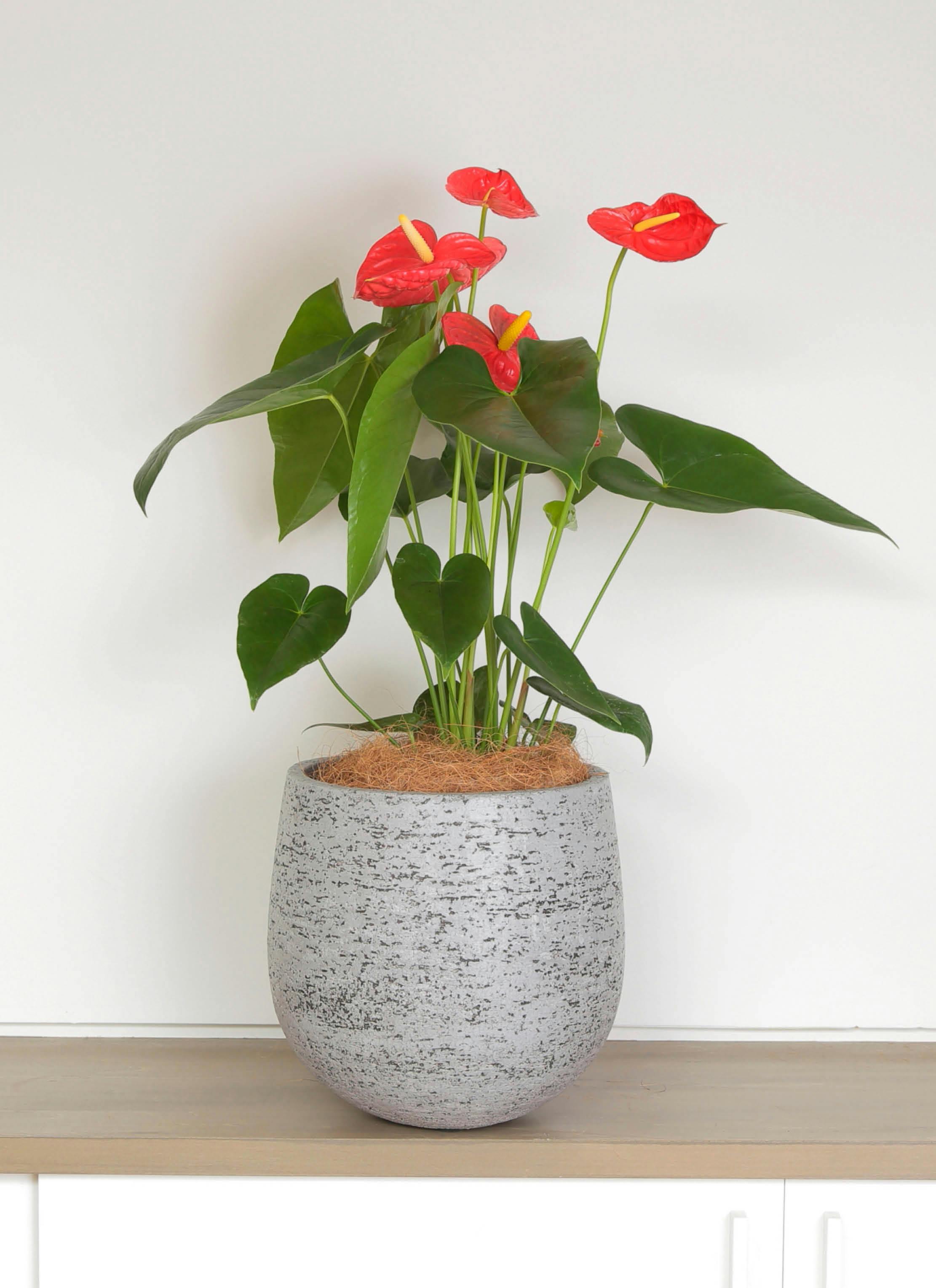 アンスリウム 6号 | 観葉植物 | 送料無料でお届け - Hitohana（ひとはな）