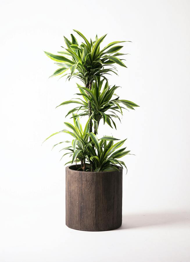 ドラセナ ワーネッキー レモンライム 10号 | 観葉植物 | インテリアや