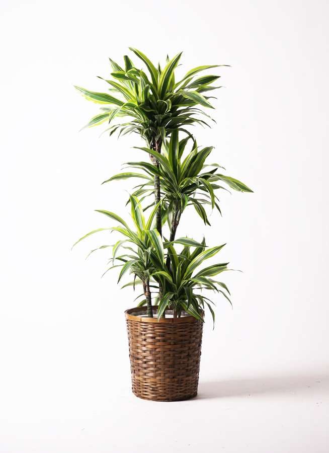 観葉植物 ドラセナ ワーネッキー レモンライム 10号 竹バスケット 付き 観葉植物ならhitohana ひとはな 観葉植物 ドラセナ ワーネッキー レモンライム 10号 竹バスケット 付き 観葉植物ならhitohana ひとはな