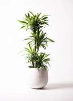 ドラセナを販売店で購入 おすすめ店舗と品種のご紹介 ひとはなノート