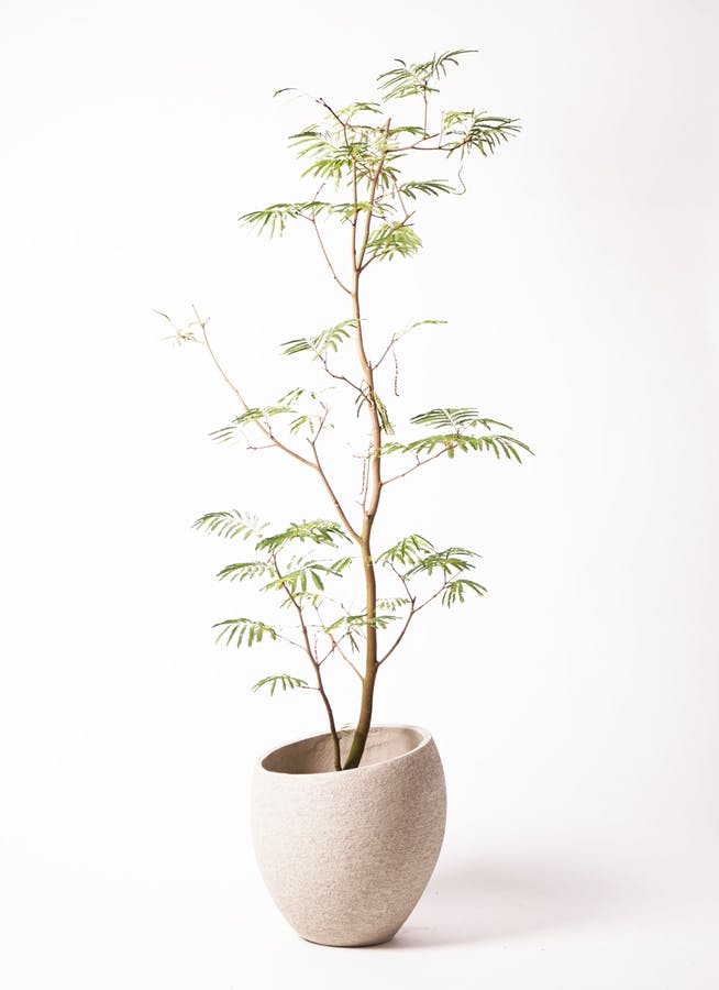 観葉植物 エバーフレッシュ 10号 ボサ造り エコストーンLight Gray 付き | 観葉植物ならHitoHana(ひとはな)