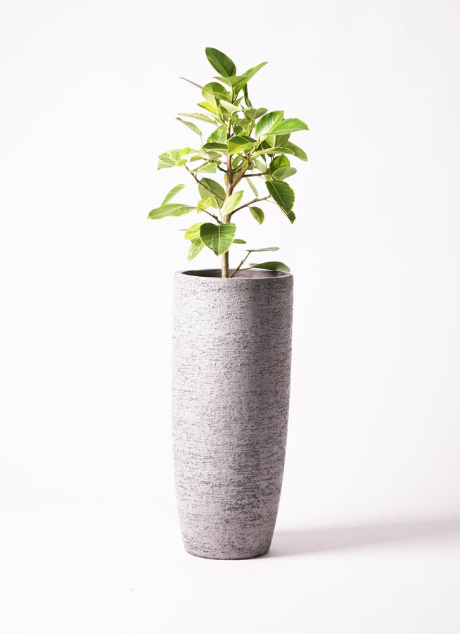 グレーの鉢カバー付きの観葉植物 | HitoHana（ひとはな）