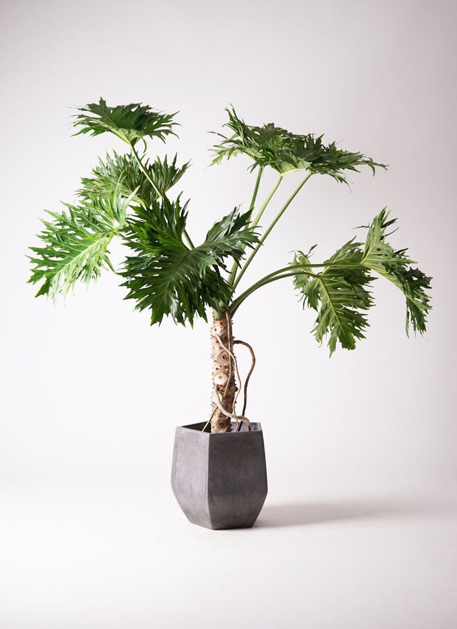 セローム ヒトデカズラ 大型 | 観葉植物通販HitoHana(ひとはな)