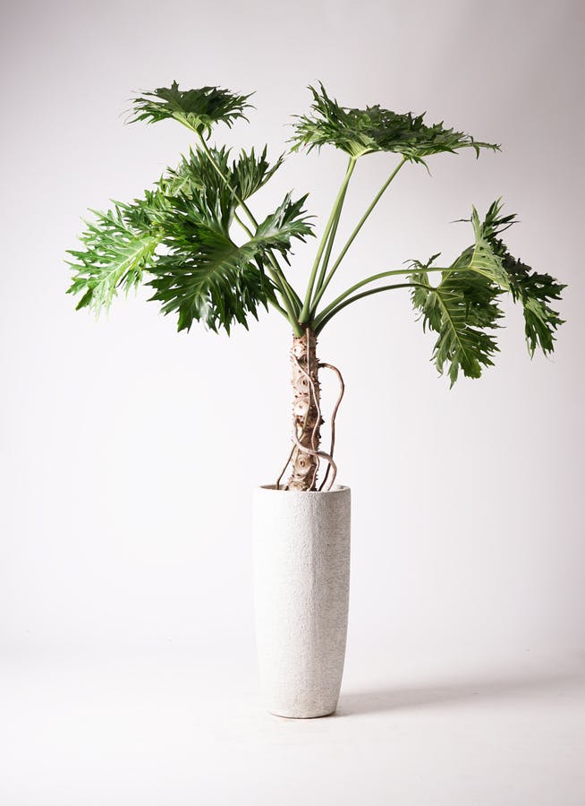 観葉植物 ドラセナ カンボジアーナ 8号 エコストーントールタイプ