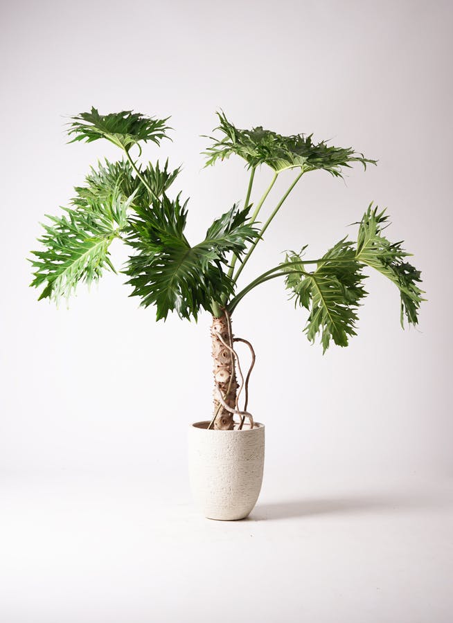 セローム ヒトデカズラ 大型 | 観葉植物通販HitoHana(ひとはな)