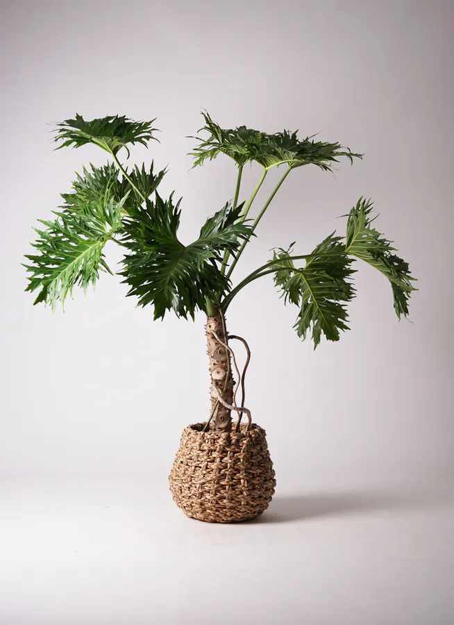 宙に浮いたセローム 根上がり 観葉植物 希少（フィロデンドロン  