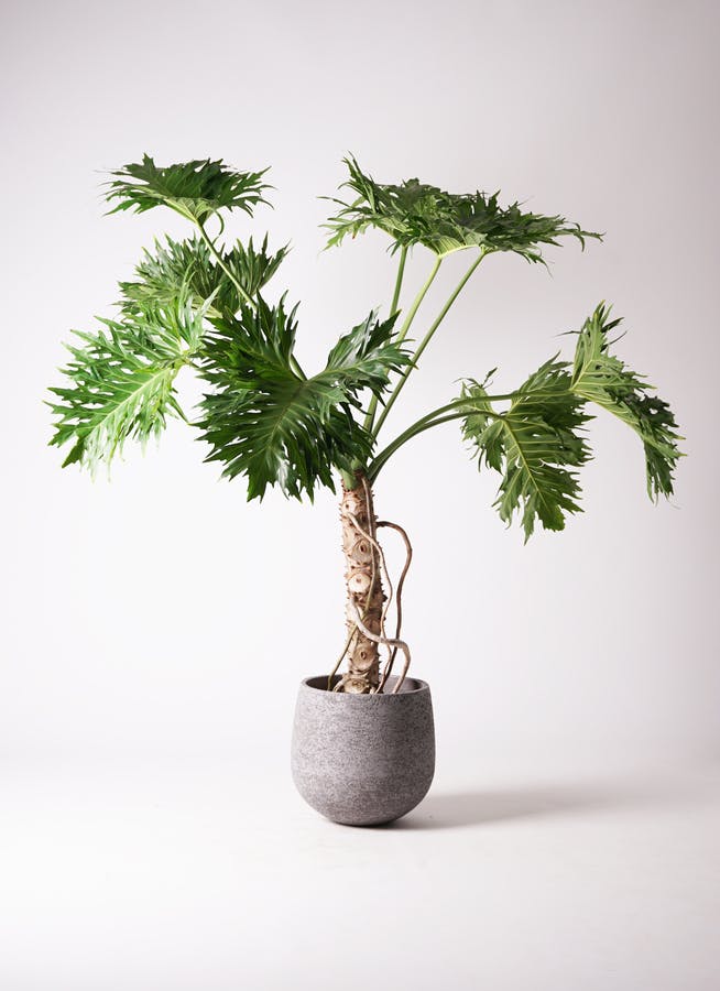 ①　フィロデンドロン　セローム　８号　特大苗木最高等級極上品‼️ ② フィロデンドロン セローム 8号 特大苗木最高等級 - メルカリ