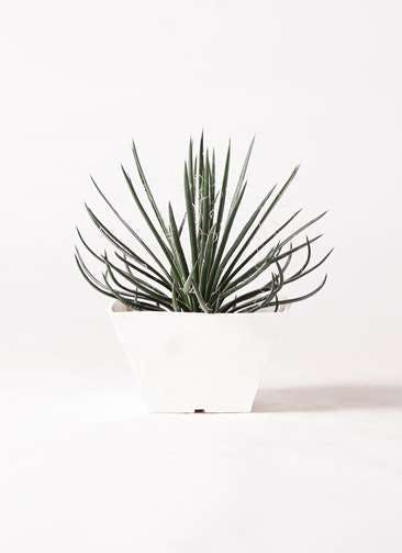 観葉植物 アガベ 6号 ジェミニフローラ 白角鉢
