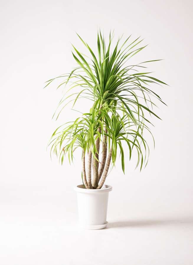 観葉植物 ドラセナ カンボジアーナ 8号 プラスチック鉢