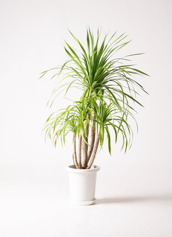観葉植物 ドラセナ カンボジアーナ 8号 プラスチック鉢 | 観葉植物なら 