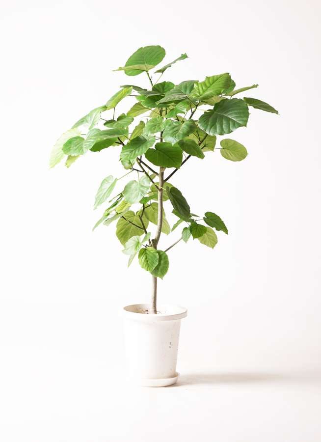 観葉植物 フィカス ウンベラータ 8号 ノーマル プラスチック鉢 | 観葉植物ならHitoHana(ひとはな)