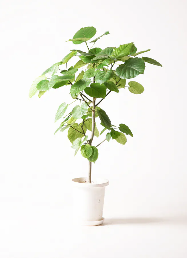 ウンベラータ 大型 | 観葉植物通販HitoHana(ひとはな)