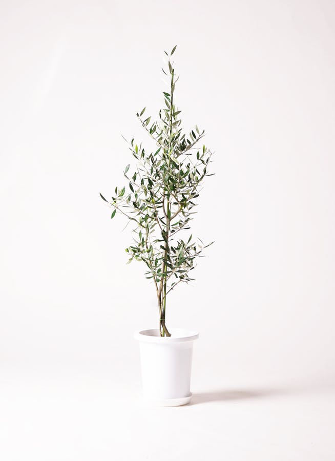 観葉植物 オリーブの木 8号 コロネイキ コーテス ヘックス ホワイト 