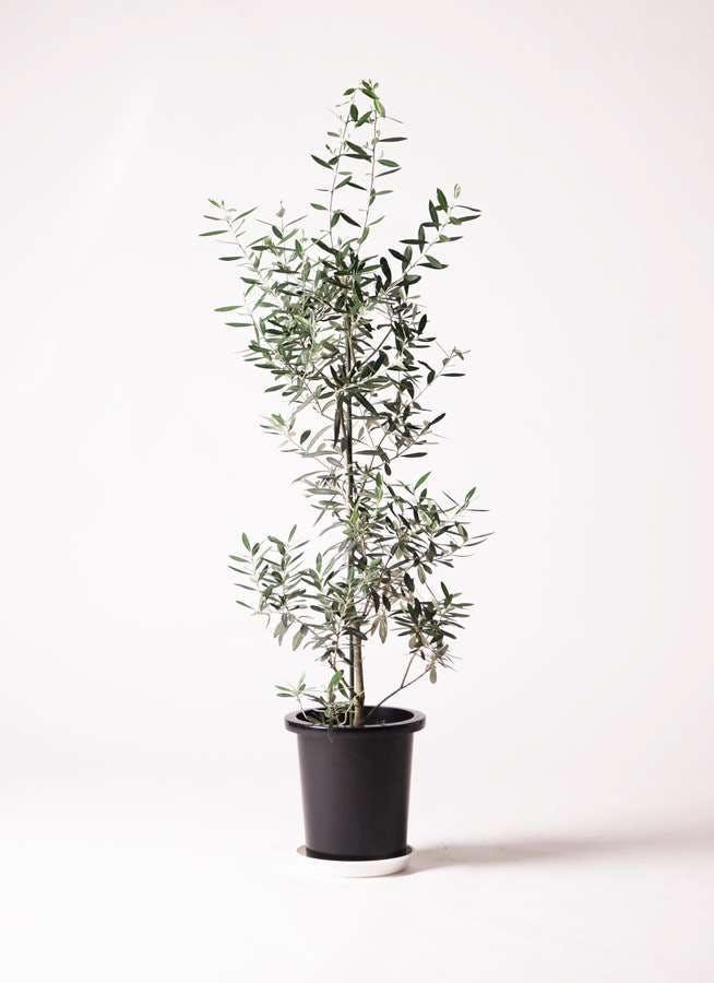 観葉植物 オリーブの木 8号 チプレッシーノ プラスチック鉢