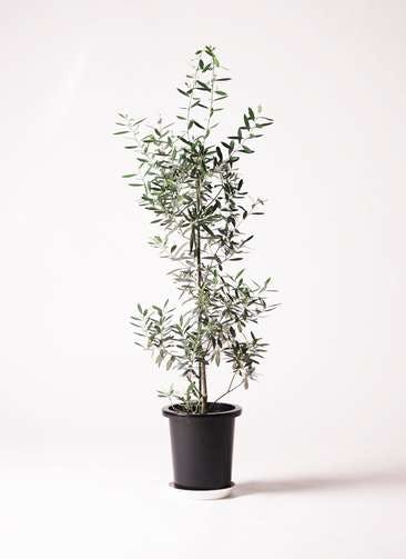 オリーブの木 チプレッシーノ | 観葉植物 | 送料無料でお届け 