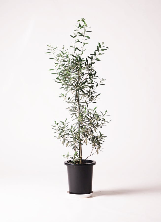 観葉植物 オリーブ 8号 チプレッシーノ プラスチック鉢 | 観葉植物なら