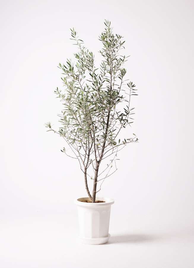 観葉植物 オリーブの木 10号 チプレッシーノ プラスチック鉢