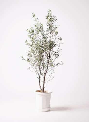 観葉植物 オリーブの木 10号 チプレッシーノ プラスチック鉢