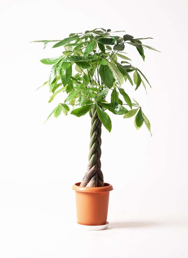 観葉植物 パキラ 8号 ねじり プラスチック鉢 観葉植物ならhitohana ひとはな 観葉植物 パキラ 8号 ねじり プラスチック鉢 観葉植物ならhitohana ひとはな