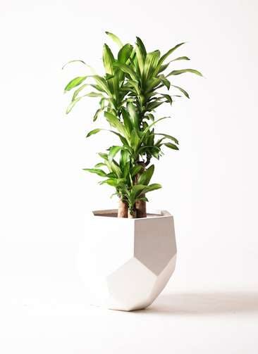 観葉植物 ドラセナ 幸福の木 8号 ノーマル ポリゴヘクサ 白 付き