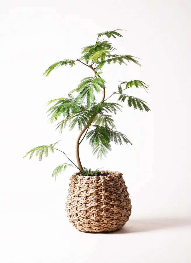 エバーフレッシュ 8号 | 観葉植物 | インテリアやギフトに - Hitohana 