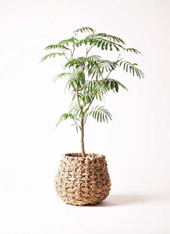 エバーフレッシュ 大型 | 観葉植物通販HitoHana(ひとはな)