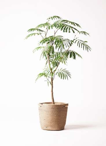 エバーフレッシュ 観葉植物通販hitohana ひとはな エバーフレッシュ 観葉植物通販hitohana ひとはな