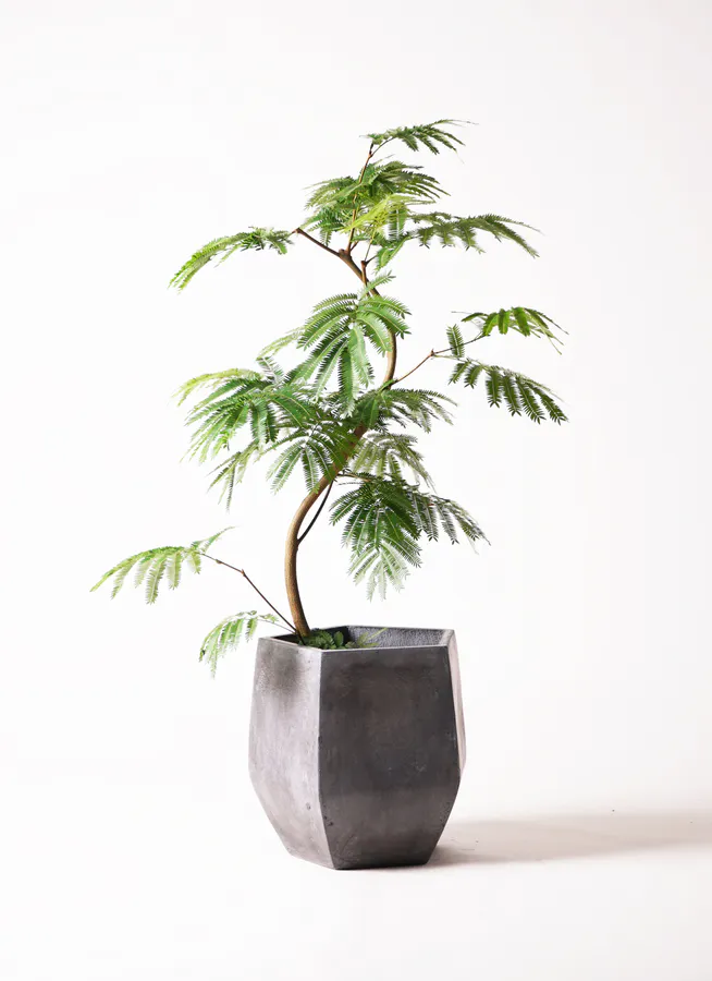 エバーフレッシュ 8号 | 観葉植物 | インテリアやギフトに - Hitohana 