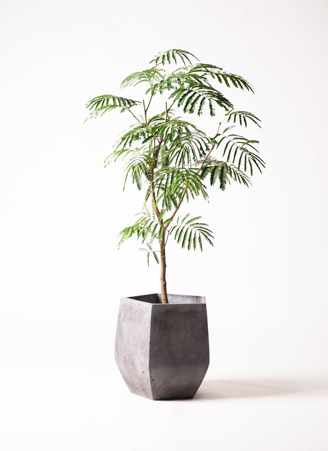 高価 エバーフレッシュ、140cm、太い、8号鉢 - 観葉植物