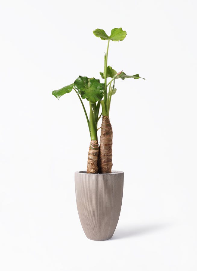 アロカシア オドラ（クワズイモ） | 観葉植物通販HitoHana