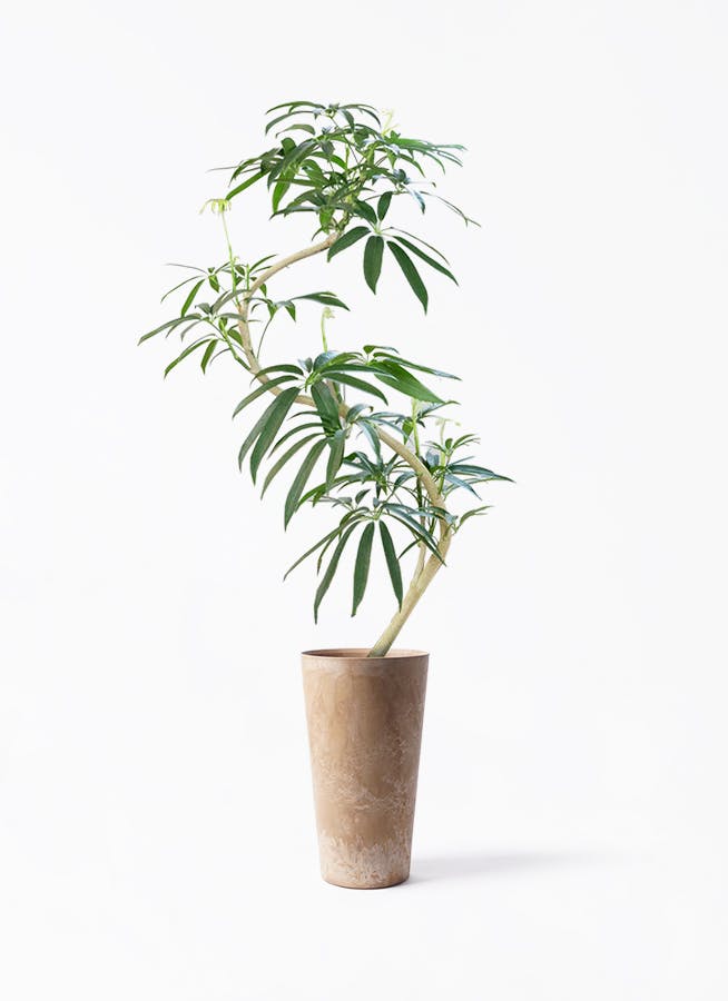 シェフレラ アンガスティフォリア | 観葉植物通販 HitoHana（ひとはな）
