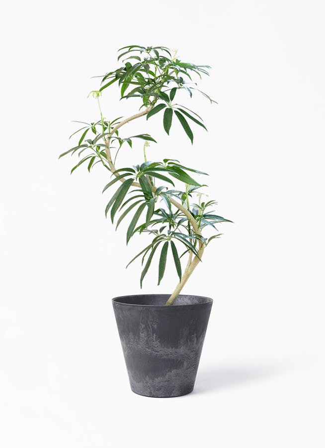 シェフレラ アンガスティフォリア | 観葉植物通販 HitoHana（ひとはな）