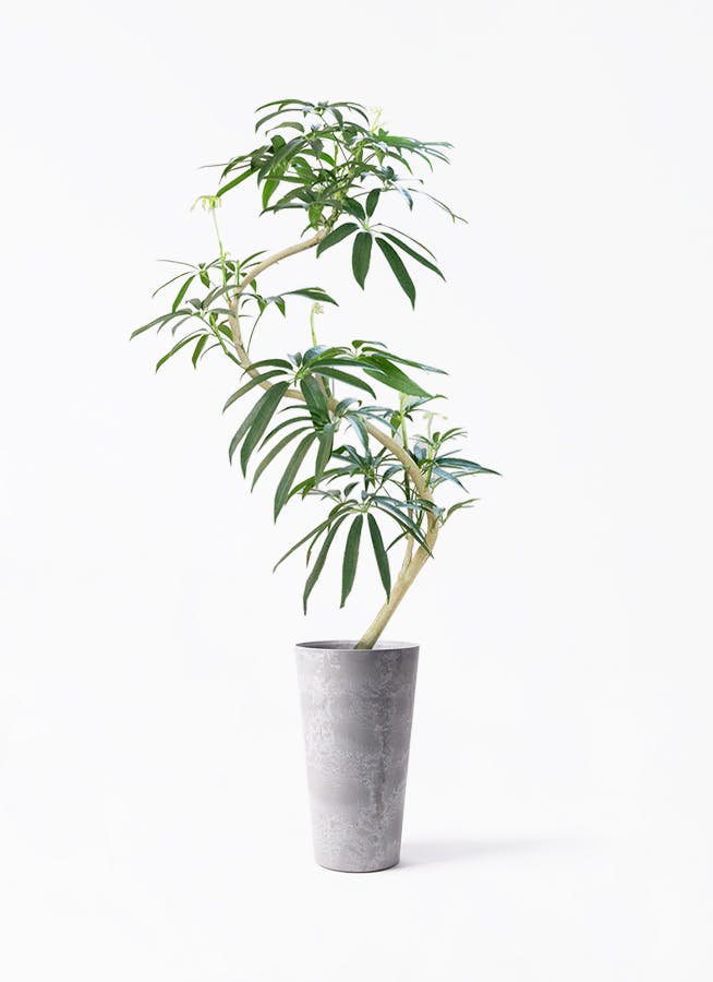 シェフレラ アンガスティフォリア | 観葉植物通販 HitoHana（ひとはな）