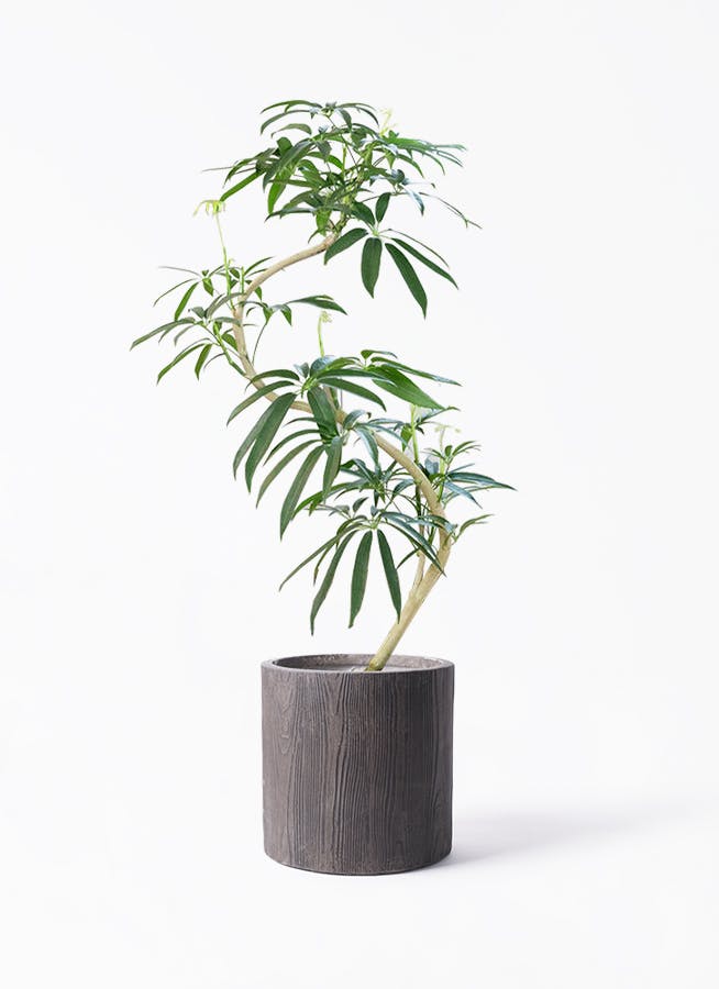 シェフレラ アンガスティフォリア 8号 | HitoHana(ひとはな)